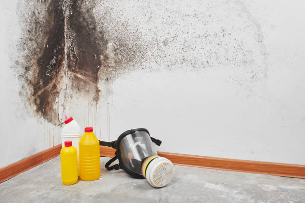 Best Commercial Mold Removal  in Lakin, KS