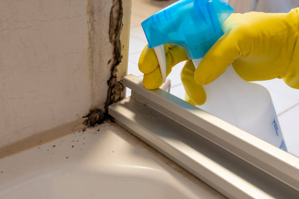 Best Residential Mold Removal  in Lakin, KS