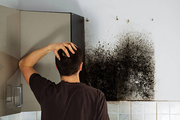 Best Fast Mold Removal  in Lakin, KS