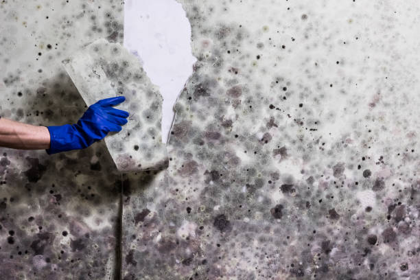 Best Professional Mold Removal  in Lakin, KS