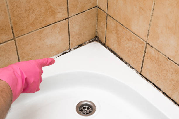 Best Mold Remediation  in Lakin, KS